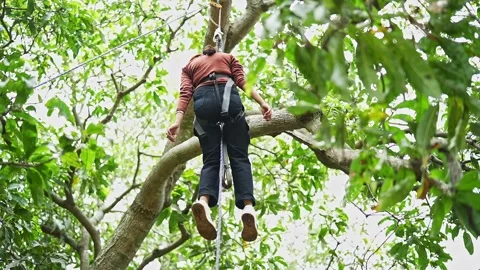 A low-angle shot captures a young Indian girl skillfully climbing a tall tr.. Video stock 313381095