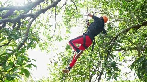 A low-angle shot captures a young Indian girl skillfully climbing a tall tr.. Stock Footage 313381102