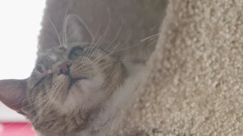 Low angle shot of cat lounging in cat tower. Stock Footage 149837868
