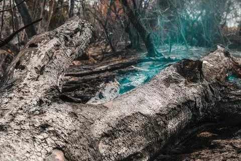 Low angle shot of a charred tree stump smoldering and releasing thick blue .. Stock Photos