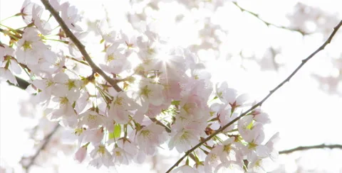Low angle shot of Cherry Blossom tree with sun piercing through leaves Stock Footage 64030311
