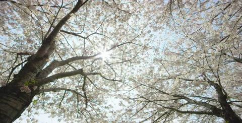 Low angle shot of Cherry Blossomtree and sun Video stock 64023331