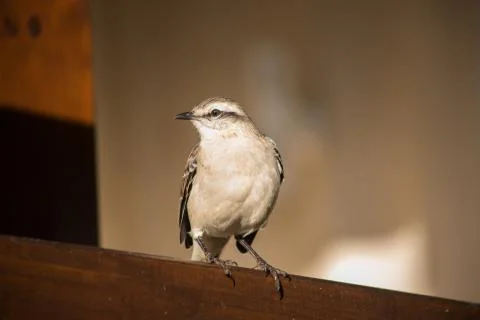 A low angle shot of a Chilean mockingbird standing on a wooden fence in a fie Stock Photos