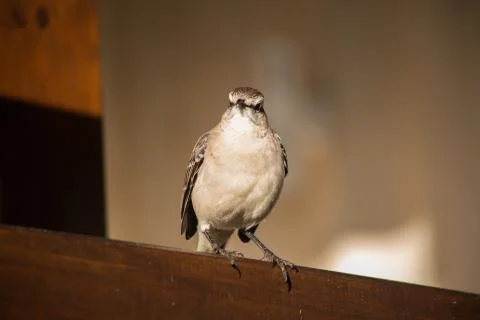 A low angle shot of a Chilean mockingbird standing on a wooden fence in a fie Fotos de archivo