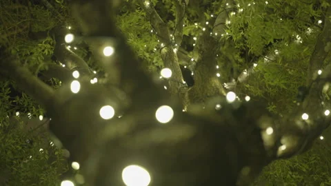 Low angle shot of Christmas lights on tree trunk 库存影片 334031108