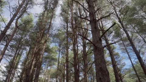 Low angle shot circulating the top of very tall pine trees. Vídeo Stock 99935811
