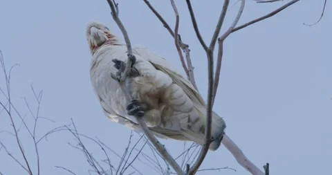 Low Angle Shot Of Close Up Of Little Corella, 8K Видео 333548179
