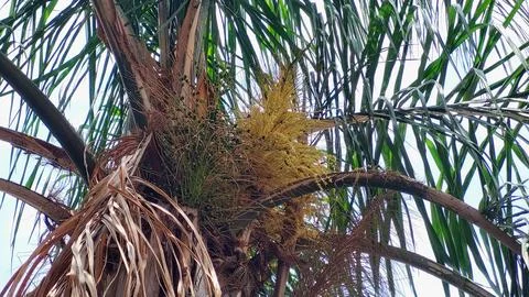 Low Angle Shot Of Clusters Of Palm Tree Fruit Buds Fotos de archivo