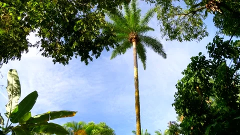 Low angle shot of coconut and banana trees Stock Footage 142882553