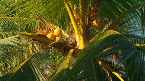 Low angle shot of a coconut palm tree crown with bright sunlight flare. Stock Footage 324774387