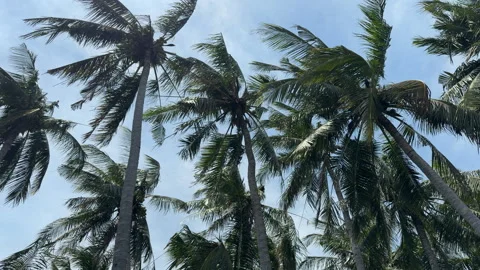 Low angle shot of coconut palm trees blowing in strong wind 스톡 동영상 335951240