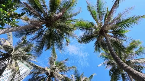 Low Angle Shot Of Coconut Palm Trees Looking Up At The Blue Sky Stock Footage 344620295