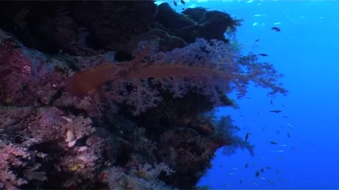 Low Angle Shot Of Coral (Dendronephthya sp.)  Stock Footage 300445273
