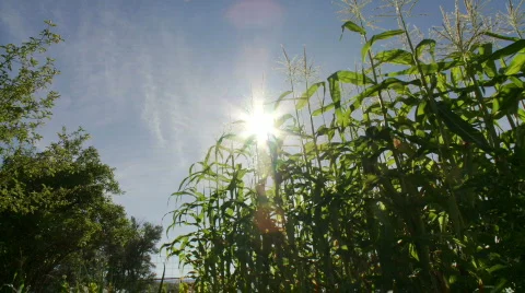 Low angle shot of corn, with sun flare Stock Footage 875107