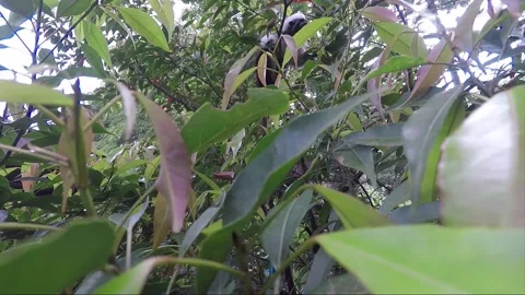 Low angle shot of Cotton Top Tamarin on the tree Stock Footage 153325720