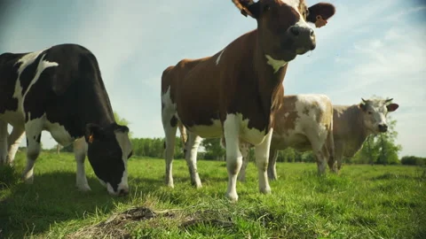 Low angle shot of cows Stock Footage 232673600