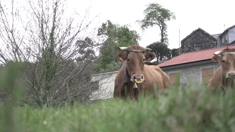 Low angle shot of cows looking at the camera Stock Footage 144839486