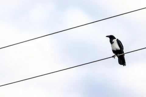 Low angle shot of a crow sitting on a wire with a blurred background Stock Photos