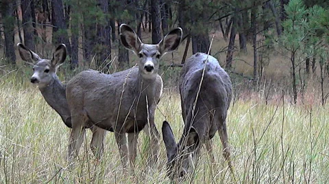Low angle shot of curious and alert mule deer fawns looking towards the camera Stock Footage 50057934