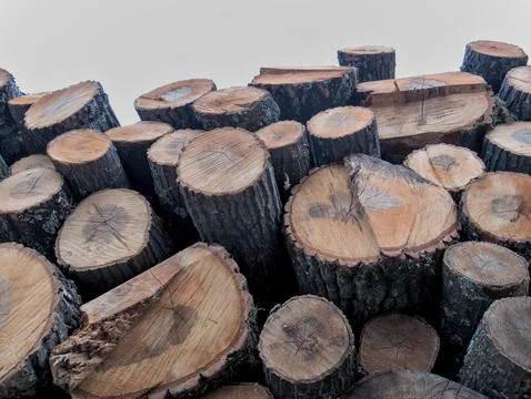 Low angle shot of cut oak wood stacked in a pile Stock Photos