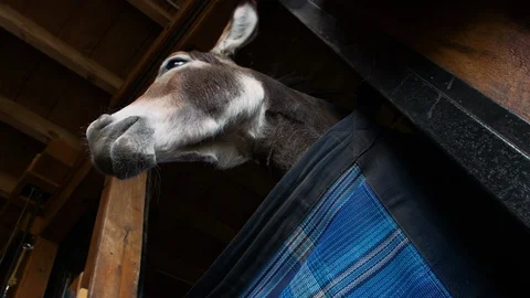 Low Angle Shot of Cute Donkey looking over out over the top of his box stall Video stock 120411314