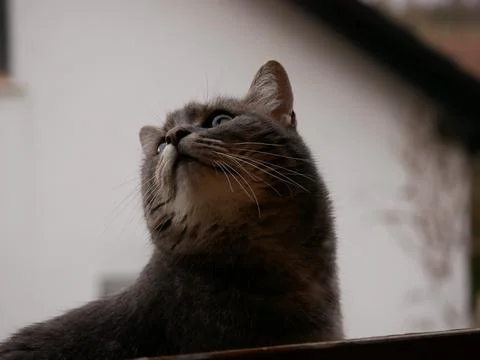 Low angle shot of a cute grumpy cat on a blurred background at home Stock Photos