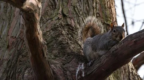 Low angle shot of a cute squirrel sitting on the branch of a tree Stock Photos