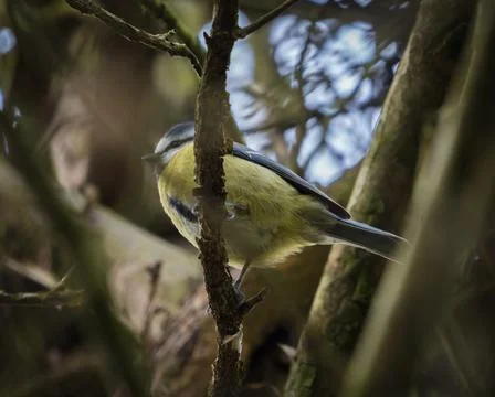 A low angle shot of a cute tiny European robin standing on a thin tree branch Foto stock