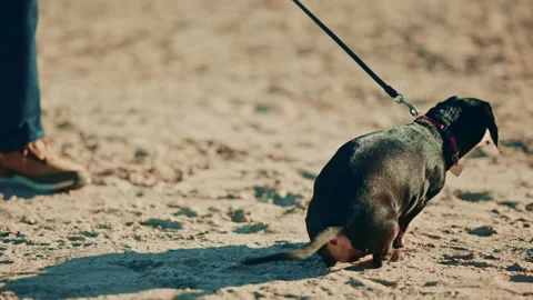 Low angle shot of a dachshund on a lead next to an older men's legs and walking Stock Footage 322682185