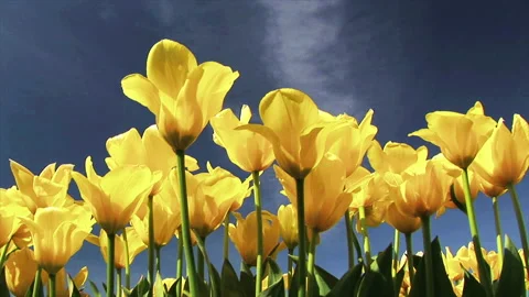 Low Angle Shot of Daffodils Against Blue Sky Stock Footage 278432918