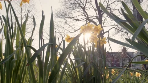 Low angle shot of daffodils in bloom in a park in spring time Stock Footage 150907213