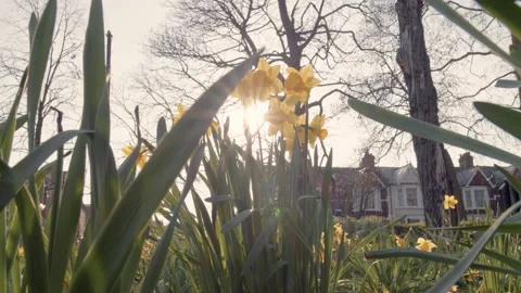 Low angle shot of daffodils in bloom in a park in spring time Stock Footage 150907267