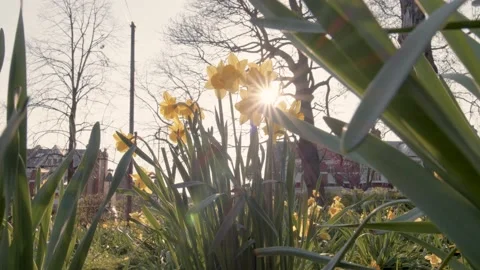 Low angle shot of daffodils in bloom in a park in spring time Stock Footage 150907271