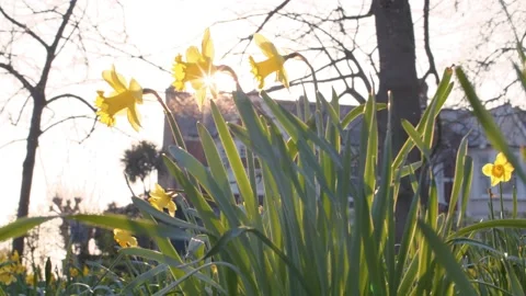Low angle shot of daffodils in bloom in a park in spring time on a sunny day Stock Footage 150908019