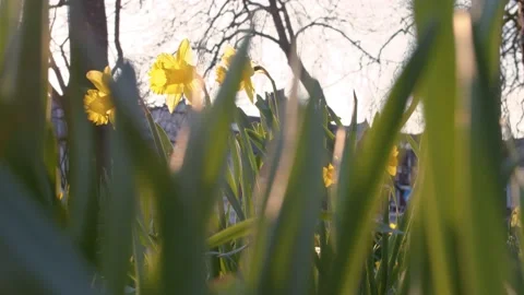 Low angle shot of daffodils in bloom in a park in spring time on a sunny day Stock Footage 150908251