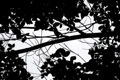 Low-angle shot of dark tree branches and leaves silhouettes against the sky 写真素材