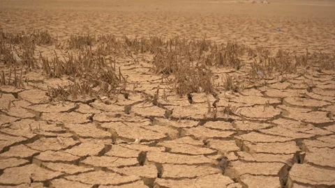 Low Angle Shot of Dead Crops in Cracked Parched Earth During Climate Crisis Stock Footage 334698898