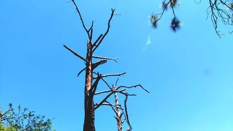 Low Angle Shot of Dead Tree Snag Against Blue Sky Stock Photos