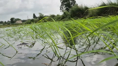 Low Angle Shot Of Deepwater Rice Seedlings Swaying In Wind On Flooded Field Stock Footage 340454500