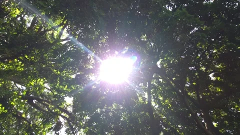 Low-angle shot of a dense forest canopy. Brilliant sunlight breaks through the t Vídeos de archivo 336897372