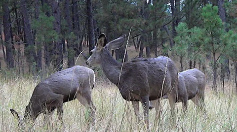 Low Angle Shot of Doe Being Aggressive to Her Own Fawn Stock Footage 50053709