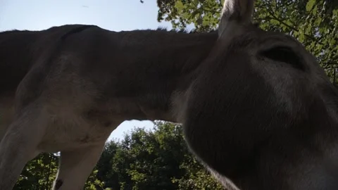 Low angle shot of a donkey eating the camera. Part of a series of shots. Video stock 139299784