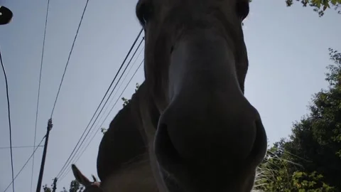 Low angle shot of a donkey playing with the camera. Part of a series of Video stock 139299730