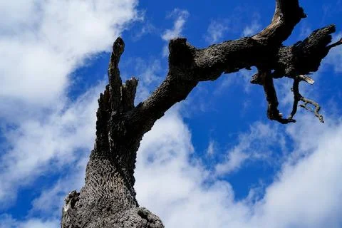 Low angle shot of dry tree branches against blue sky Photos