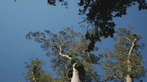 Low angle shot of a eucalyptus tree over 100 years old Видео 284761817