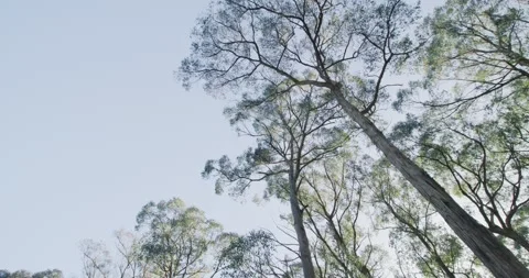 Low Angle Shot Of Eucalyptus Trees, 8K Vidéo 330701245