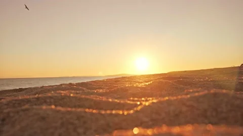 Low angle shot of evening sunset on golden sandy beach with a lone bird flying Stock Footage 188738362