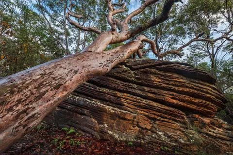 Low angle shot of a fallen tree leaning on a stone formation in Brisbane Water N Stock-Fotos