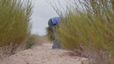 Low angle shot: Farm labourer harvesting rooibos tea leaves. UHD50p Stock Footage 250264957