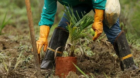 Low angle shot as a farm worker planting a palm tree seedling in the ground Stock Footage 101690218